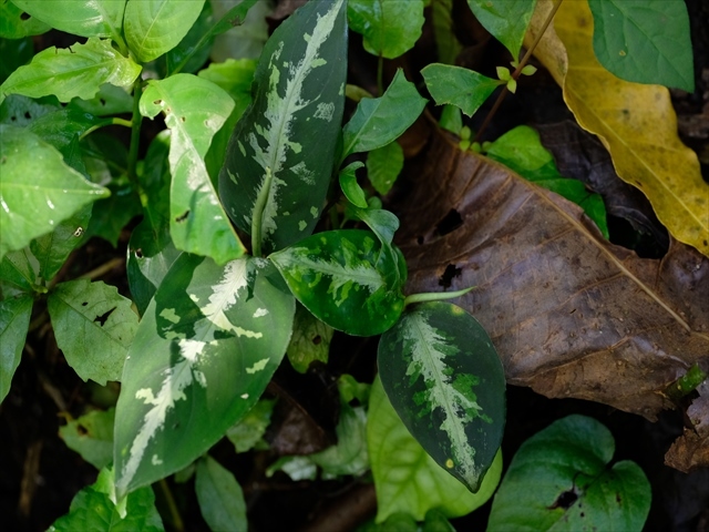 Aglaonema pictum from Tigalingga 【HW0219-01c】_a0067578_00311069.jpg