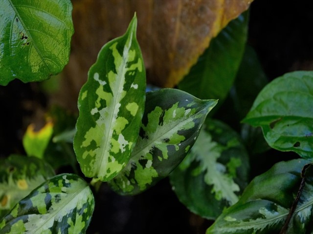 Aglaonema pictum from Tigalingga 【HW0219-01c】_a0067578_00345168.jpg