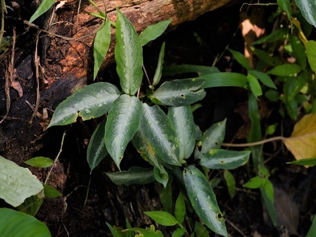 Aglaonema pictum from Tigalingga 【HW0219-01g】_a0067578_00510102.jpg