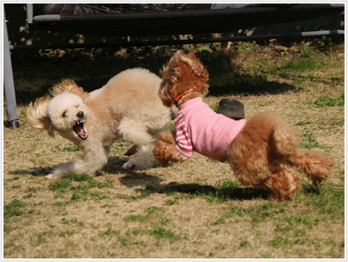 b0175688_23495119.gif