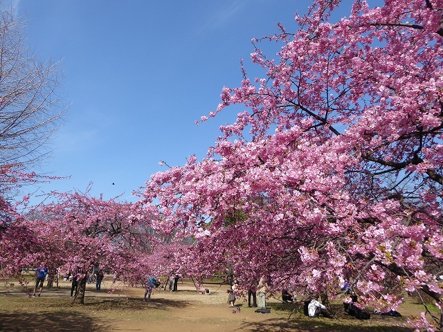 河津桜がきれいだったよ 東京で見られる代々木公園の河津桜とミモザ ルソイの半バックパッカー旅