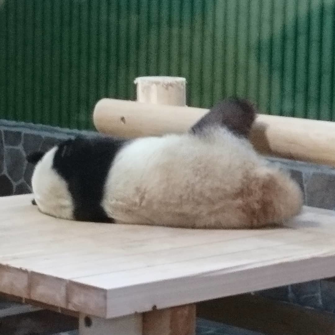 王子動物園のタンタン_b0204691_14330689.jpg