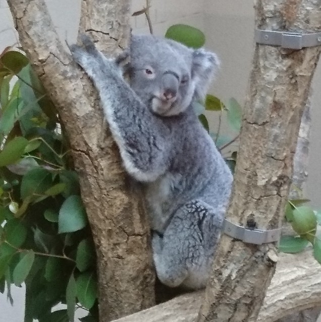 王子動物園のタンタン_b0204691_14331045.jpg