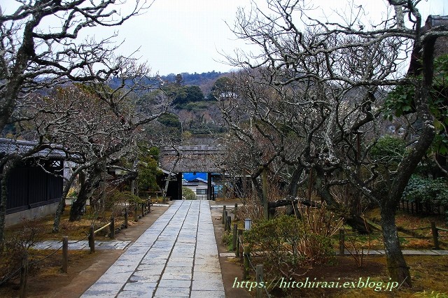 冬の北鎌倉　東慶寺　③_f0374092_20535879.jpg