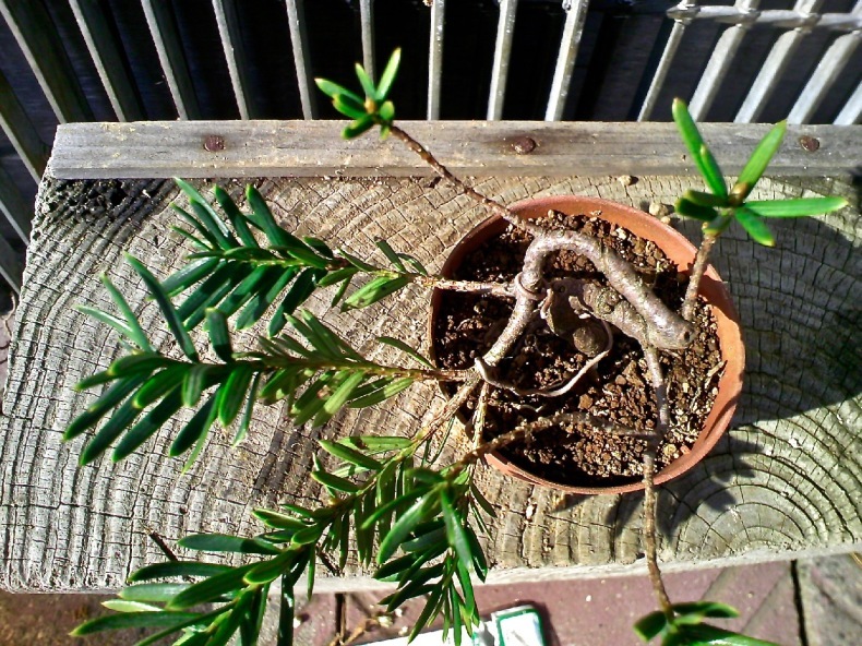 ミニ一位の挿し木素材 盆栽便り ミニ一位の挿し木素材 盆栽便り