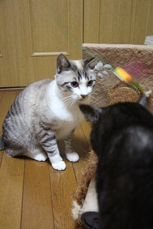 おかしいな???_a0333195_22435937.jpg
