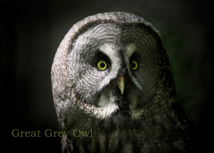 カラフトフクロウ:Great Grey Owl _b0249597_06272962.jpg