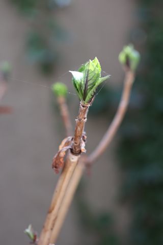 c0090198_17384067.jpg