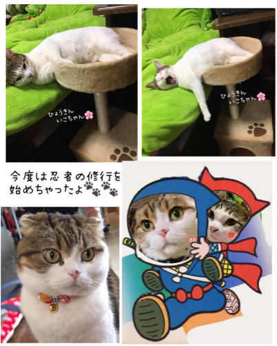 シェンランちゃん ロビンちゃん_f0375804_08592155.jpg