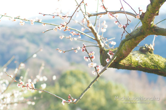 春の陽気に梅の花_c0324507_23425851.jpg