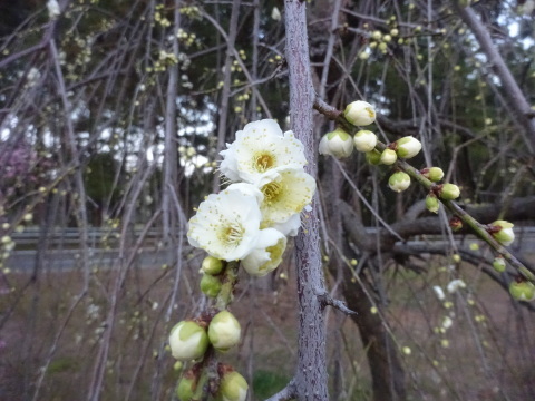 f0231709_20201627.jpg