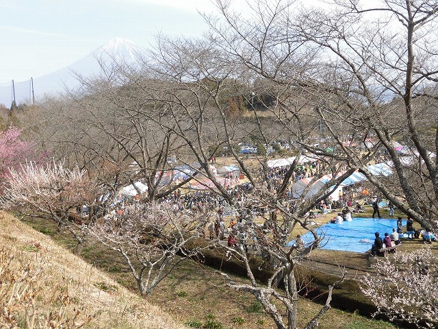 初めて参加し多くの人出に驚いた! 梅が盛りの岩本山公園での「第20回 岩松北地区 梅まつり」_f0141310_07513834.jpg