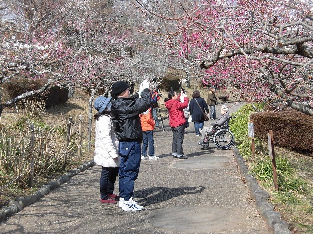 初めて参加し多くの人出に驚いた! 梅が盛りの岩本山公園での「第20回 岩松北地区 梅まつり」_f0141310_07514678.jpg
