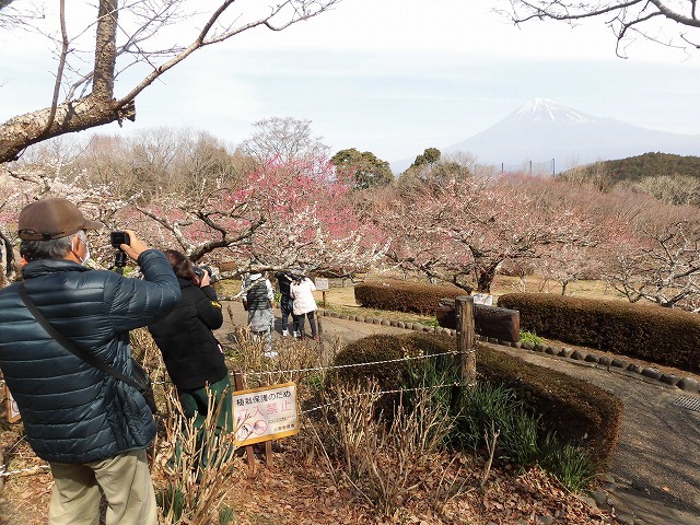 初めて参加し多くの人出に驚いた! 梅が盛りの岩本山公園での「第20回 岩松北地区 梅まつり」_f0141310_07515438.jpg