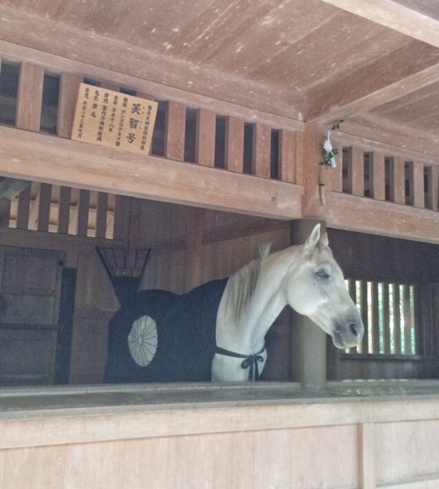 伊勢神宮19 お馬様と猫と定宿 関空から旅と食と酒紀行