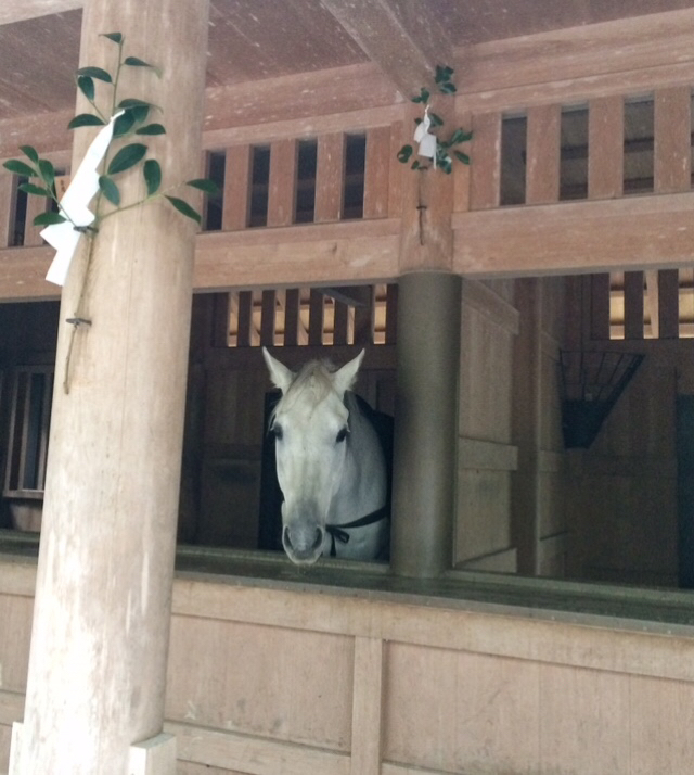 伊勢神宮2019 お馬様と猫と定宿_e0374912_11070934.jpg