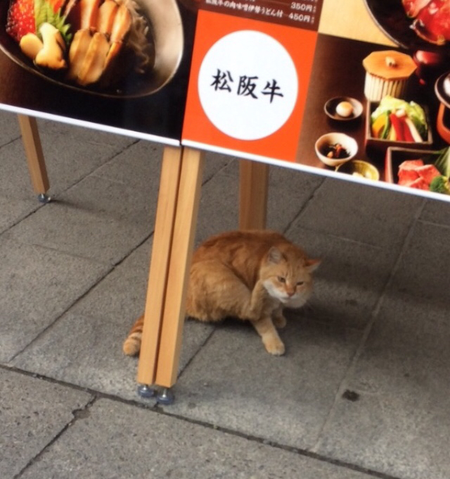 伊勢神宮2019 お馬様と猫と定宿_e0374912_11090290.jpg