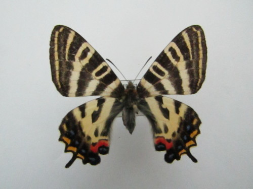 ギフチョウ♂/神奈川県.小倉山産【標本】 ギフチョウ♂/神奈川県.小倉山産【標本】