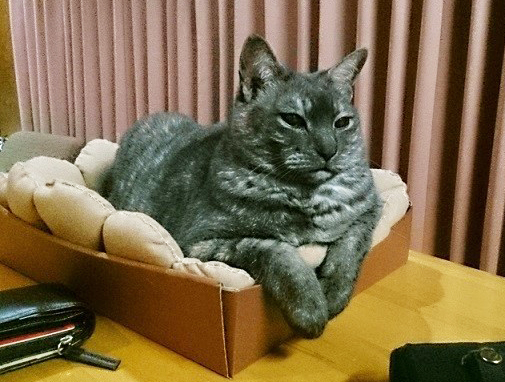 猫の日。お誕生日おめでとう^^カイトさん_a0021523_00300511.jpg