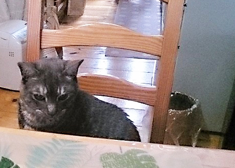 猫の日。お誕生日おめでとう^^カイトさん_a0021523_00300568.jpg
