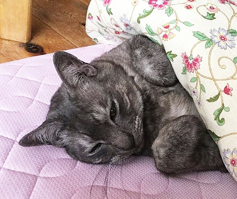 猫の日。お誕生日おめでとう^^カイトさん_a0021523_00300604.jpg