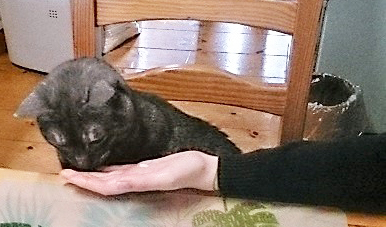 猫の日。お誕生日おめでとう^^カイトさん_a0021523_00300621.jpg