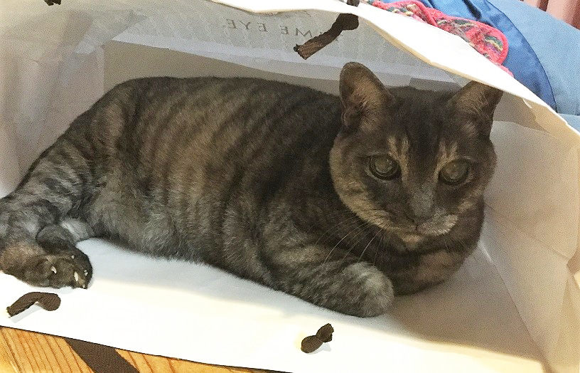 猫の日。お誕生日おめでとう^^カイトさん_a0021523_00300650.jpg