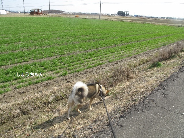 今週の翔ちゃん散歩アラカルト_f0143123_09445963.jpg