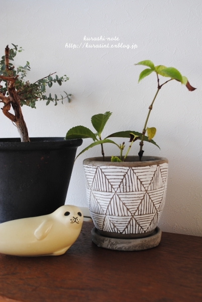 捨てられなかったモノ * あの植物を植え替える_b0351624_16160944.jpg