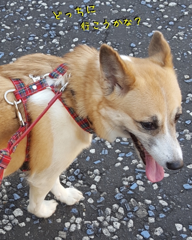 神社へ お散歩～♪_a0353444_15182766.jpg