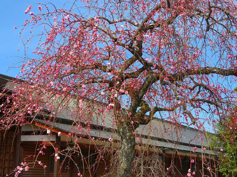 嵯峨野・嵐山の梅・桜20190224_e0237645_00362157.jpg