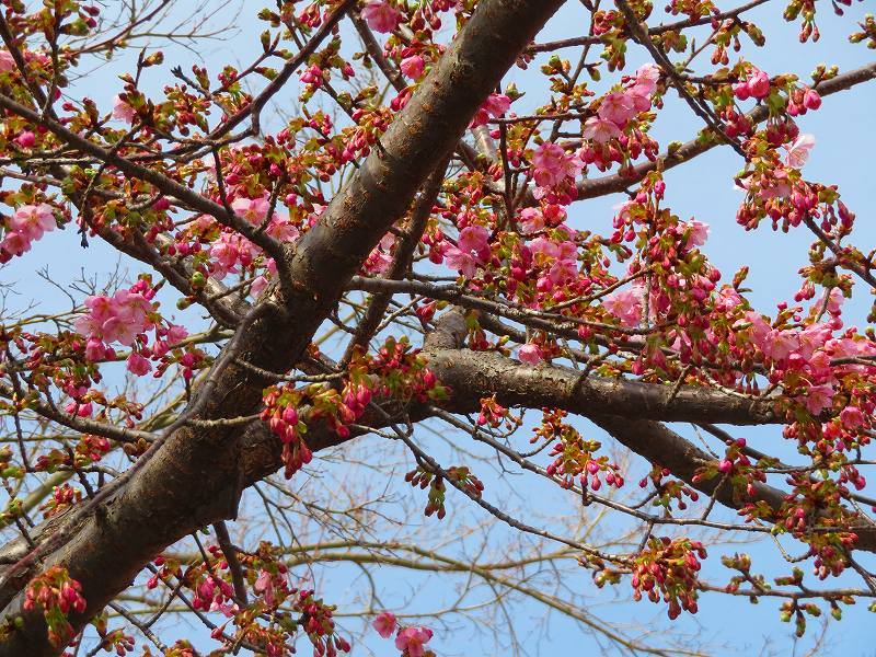 嵯峨野・嵐山の梅・桜20190224_e0237645_00362181.jpg