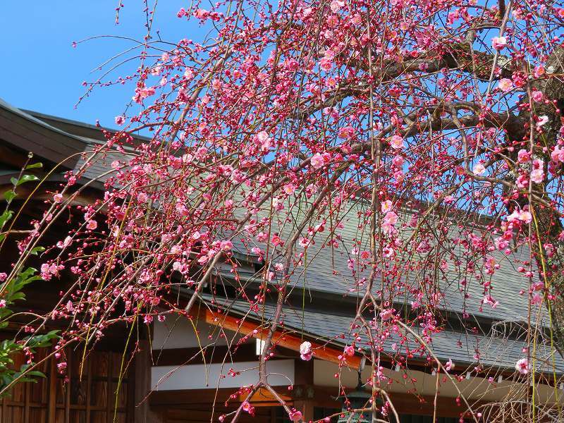嵯峨野・嵐山の梅・桜20190224_e0237645_00362188.jpg
