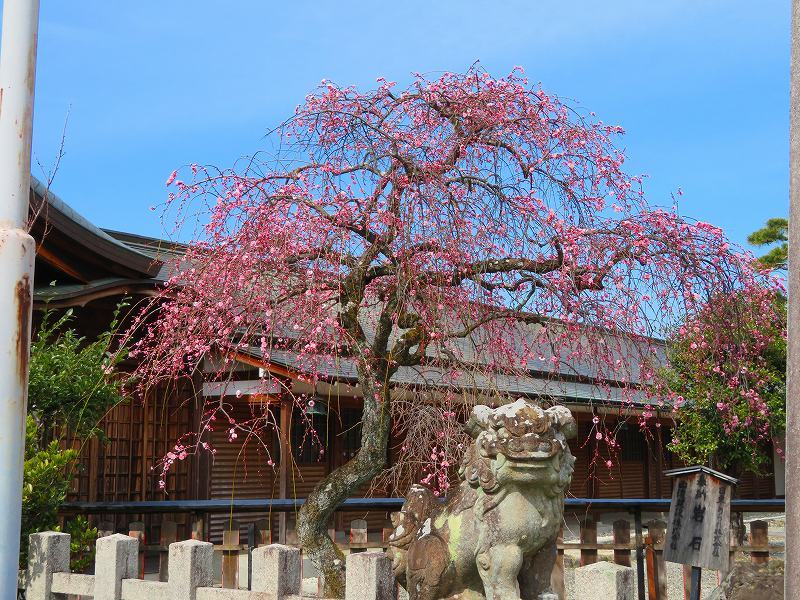 嵯峨野・嵐山の梅・桜20190224_e0237645_00362192.jpg