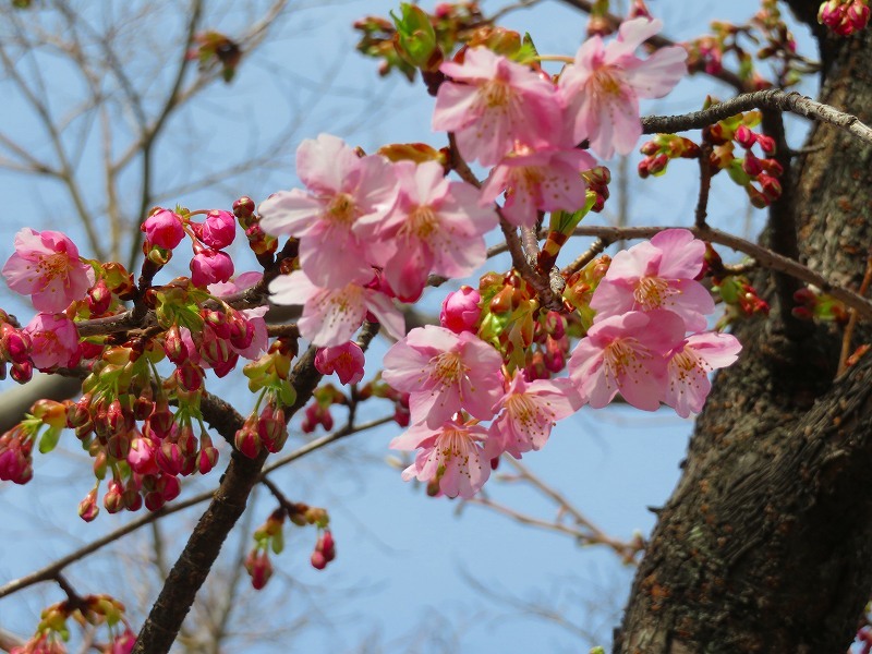 嵯峨野・嵐山の梅・桜20190224_e0237645_00362260.jpg