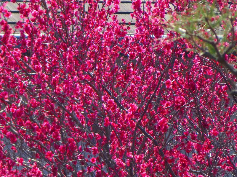 嵯峨野・嵐山の梅・桜20190224_e0237645_00362264.jpg