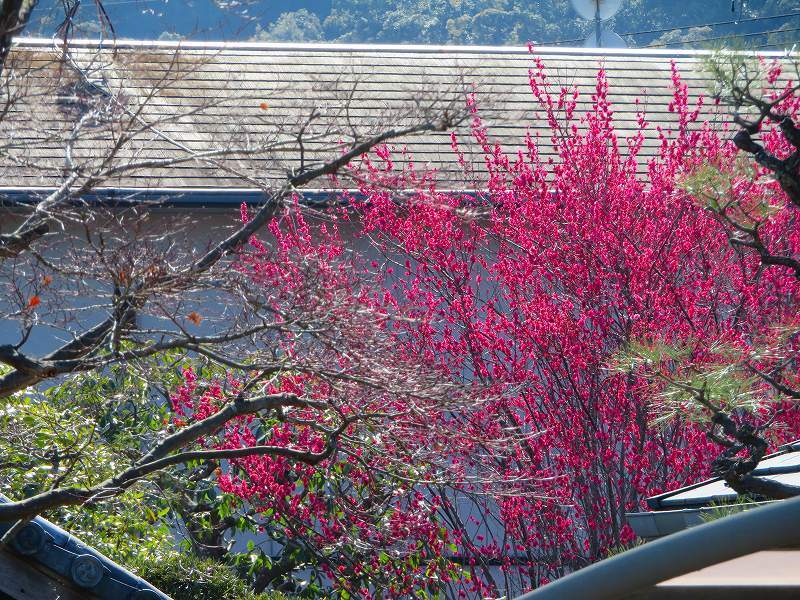 嵯峨野・嵐山の梅・桜20190224_e0237645_00362287.jpg