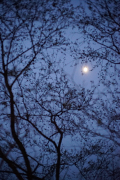 一夜明けて。。。_f0057849_0294215.jpg