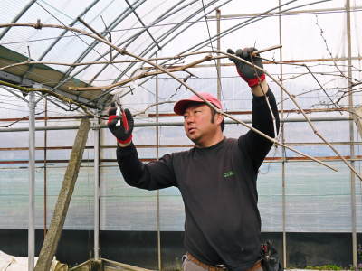熊本ぶどう 社方園 ぶどうの果樹の目覚め!ハウスの内張りと熊本農業高校からの農業実習(2019)前編_a0254656_17364862.jpg