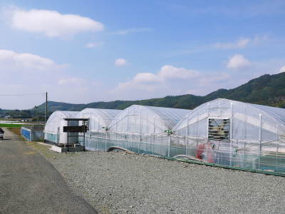 熊本ぶどう 社方園 ぶどうの果樹の目覚め!ハウスの内張りと熊本農業高校からの農業実習(2019)前編_a0254656_17452626.jpg