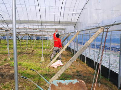 熊本ぶどう 社方園 ぶどうの果樹の目覚め!ハウスの内張りと熊本農業高校からの農業実習(2019)前編_a0254656_18255949.jpg