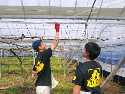 熊本ぶどう 社方園 ぶどうの果樹の目覚め!ハウスの内張りと熊本農業高校からの農業実習(2019)前編_a0254656_18364898.jpg