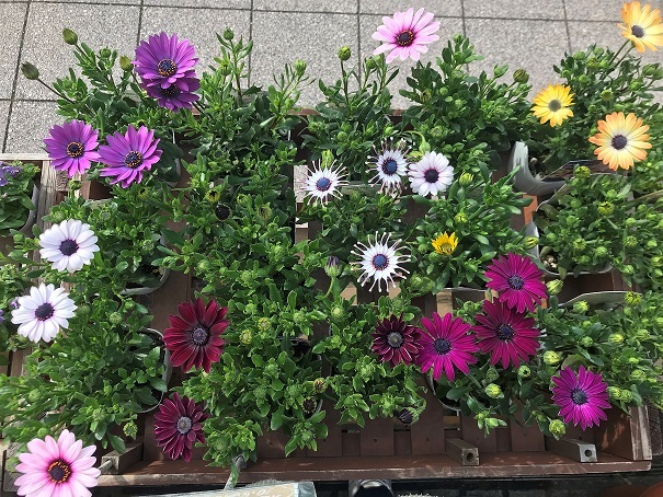 春の花苗入荷しはじめてます。_a0201358_14521312.jpg