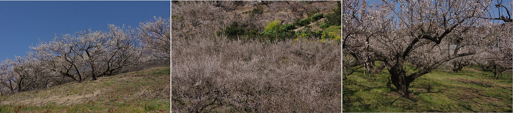 ２０１９．２．１８　神奈川県・国府津　曽我丘陵　　　　　２０１９．２．２８ （記）_a0181059_16284400.jpg