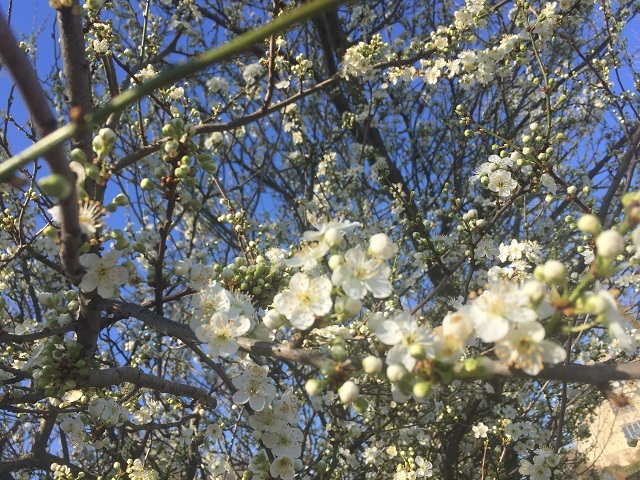 スノードロップやクロッカスの花は、そろそろ終わるけど_a0123372_23225589.jpg