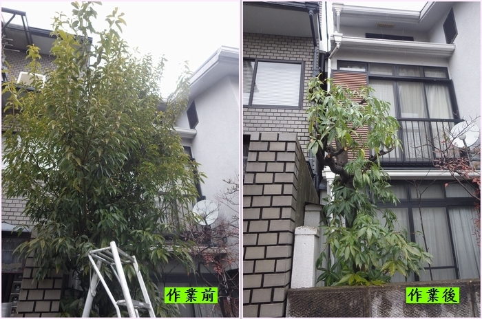 シラカシの剪定 京都市庭木剪定 庭 佳niwaka 庭木1本からの植木屋
