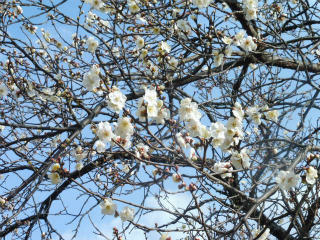 玉島松岳寺の梅の花_e0046477_19170263.jpg