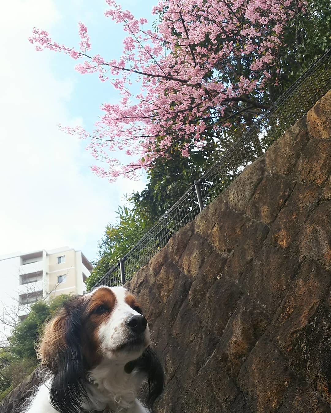 🌸お花見🌸_f0357682_14233801.jpg
