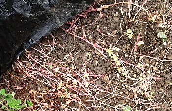 f0003283_08251089.jpg