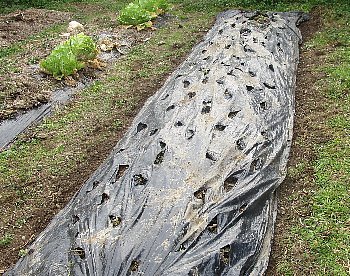 f0003283_08251366.jpg